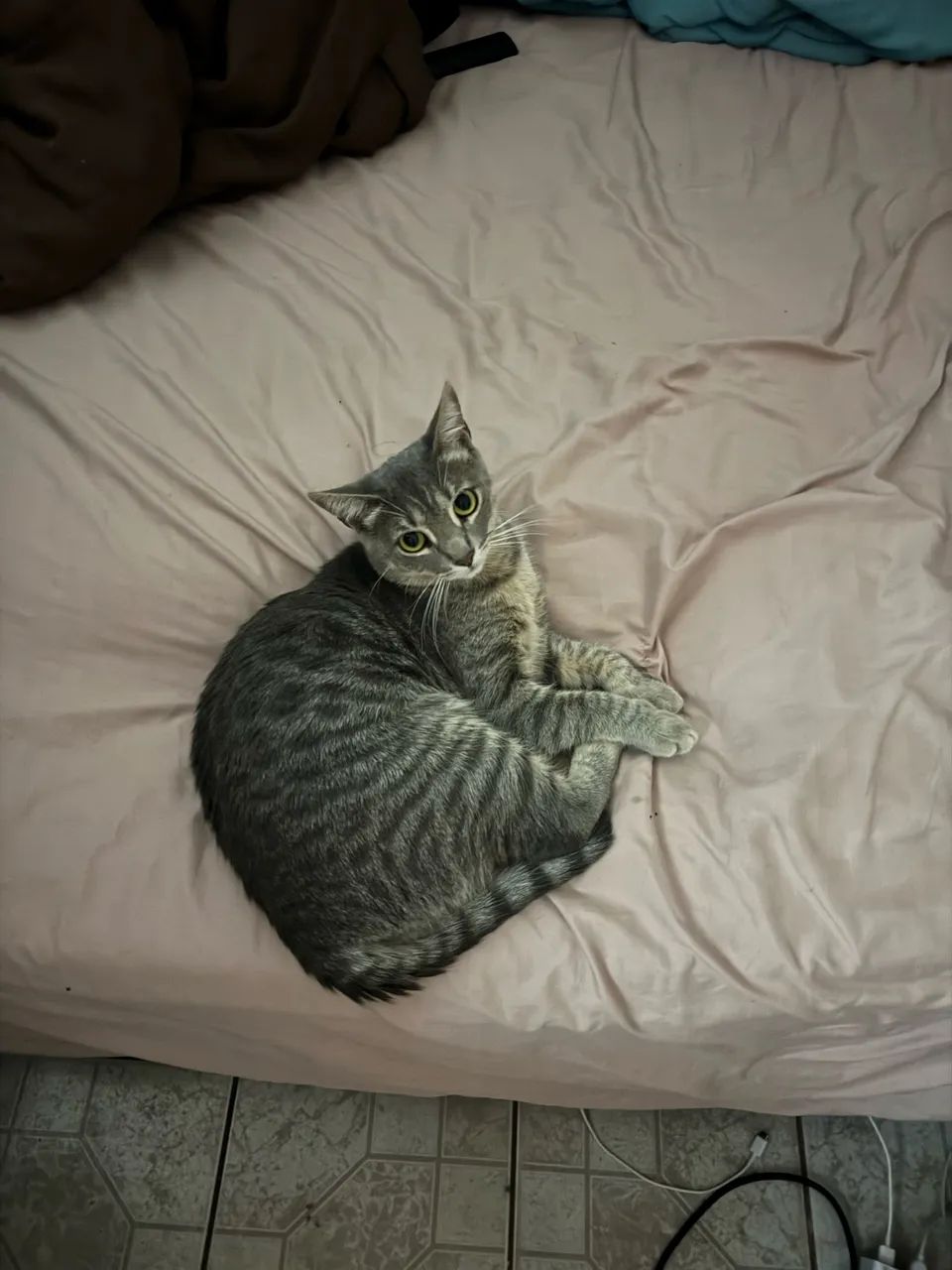 Doação gato - Foto 2