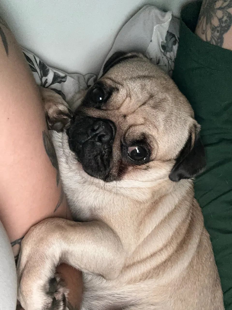 PUG PRA CRUZAR - Foto 5