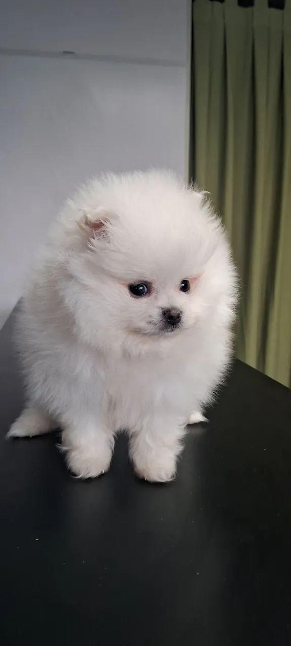 Spitz alemão  - Foto 2