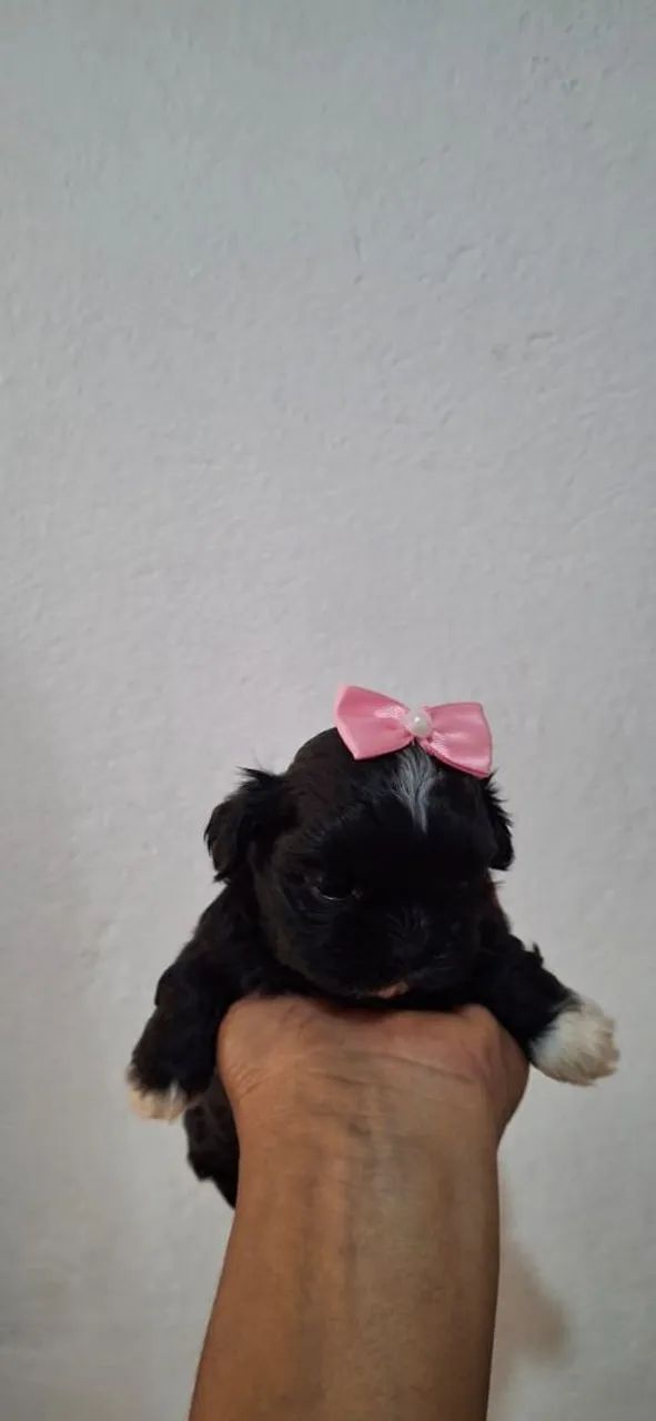 Fêmea e machinho shitzu  - Foto 3