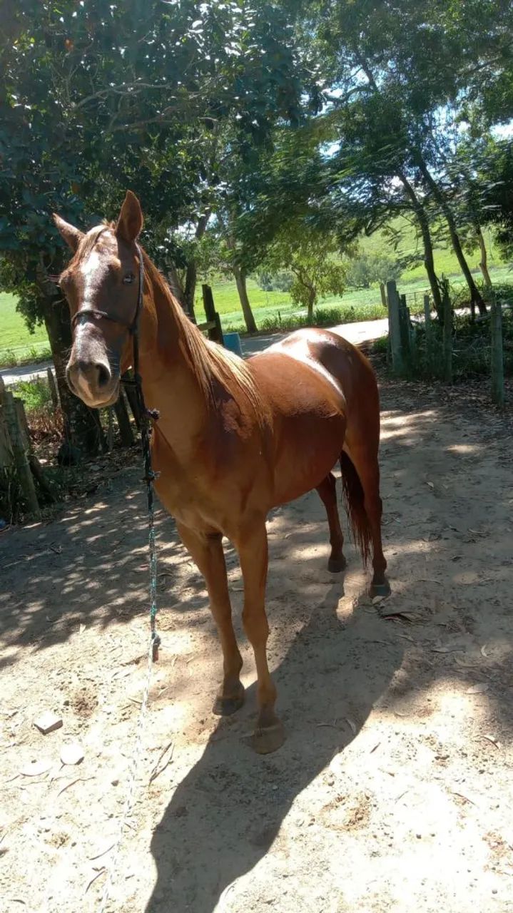 Vendo cavalo QM