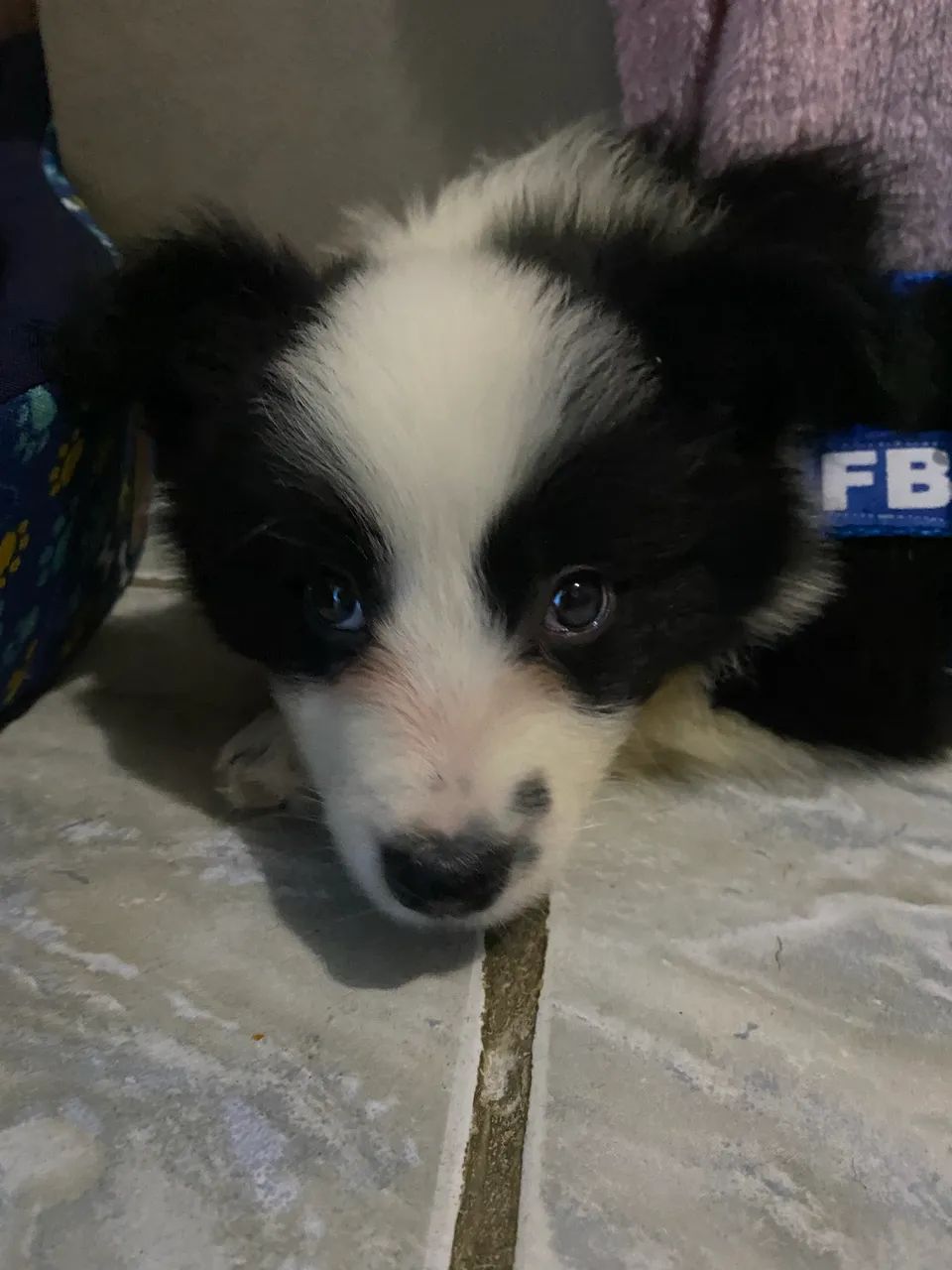 Vendo border collie - Foto 2