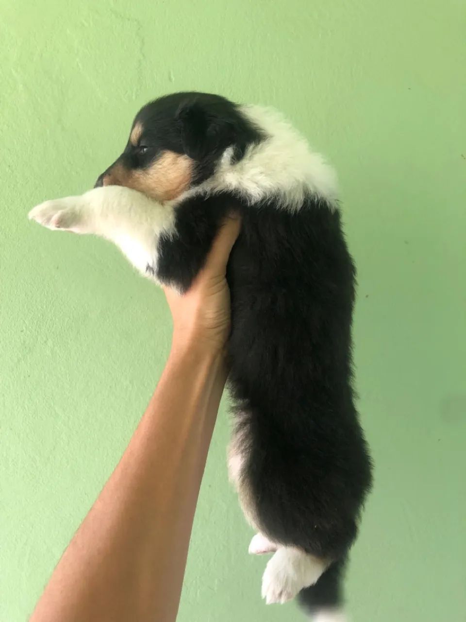 Rough Collie - Foto 3