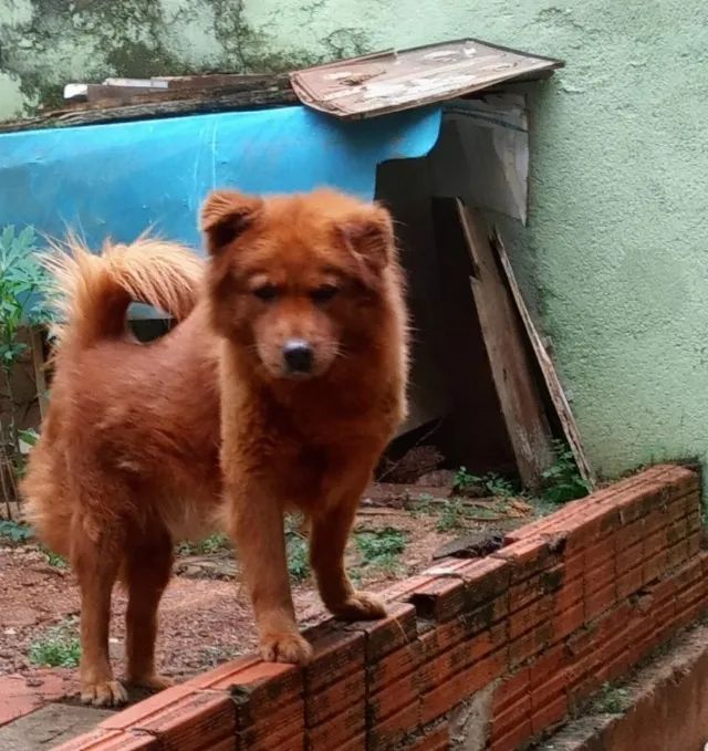 Doa-se // adoção chow-chow - Foto 2