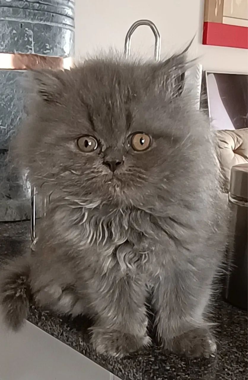 Persa Lindas Cores e Suporte pós venda  - Foto 5