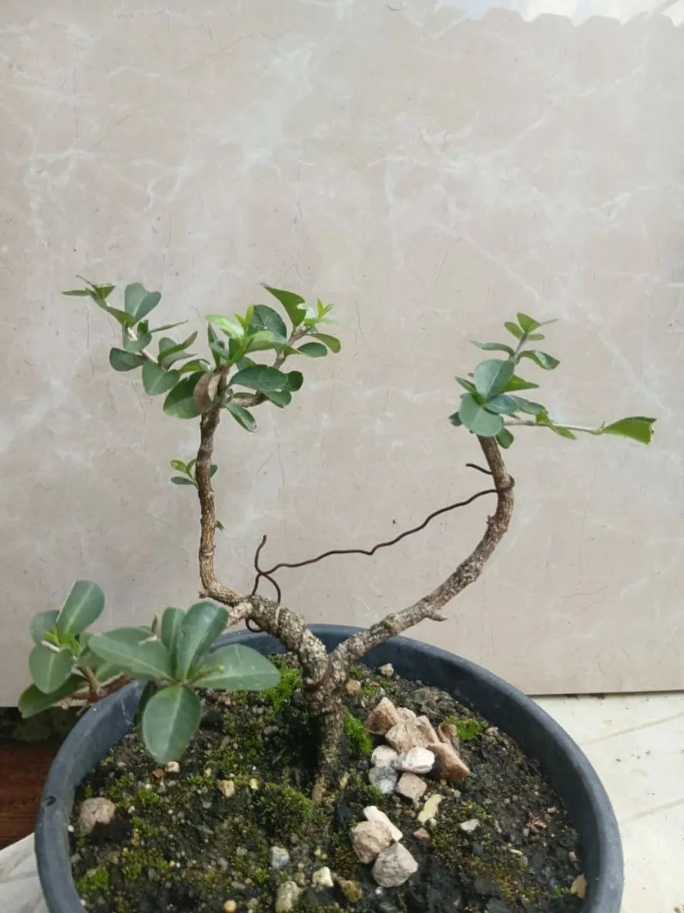 Bonsai pequeno de acerola