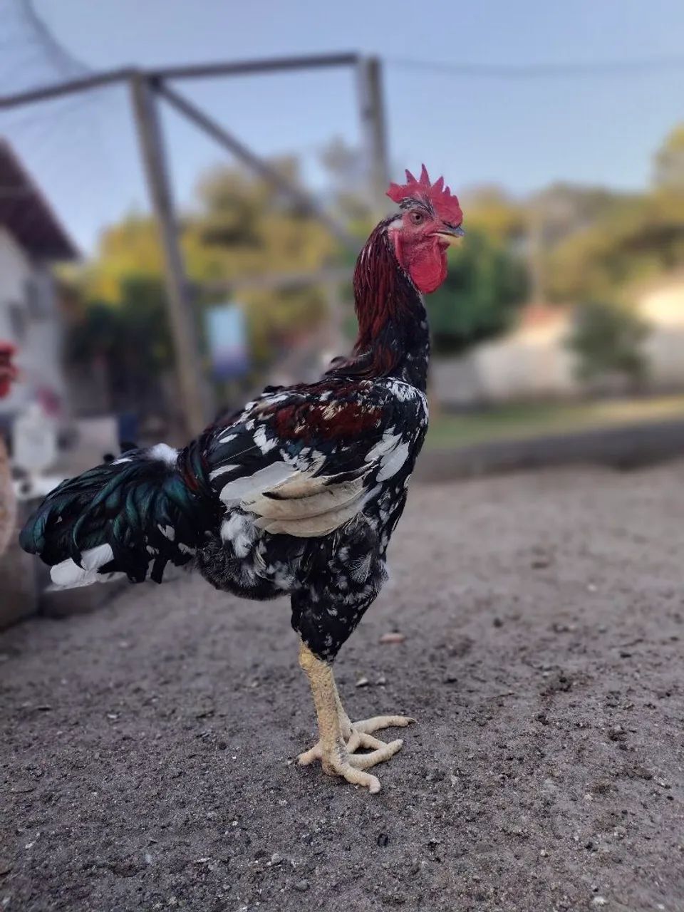 Galo  - Foto 4