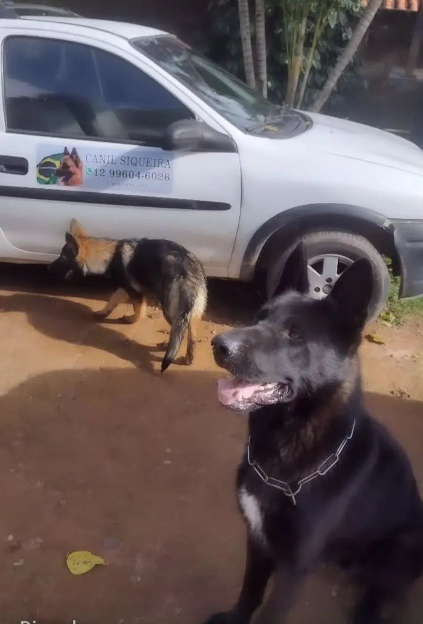 Pastor alemão  - Foto 4