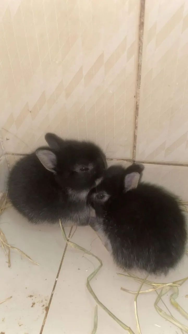 casal coelho