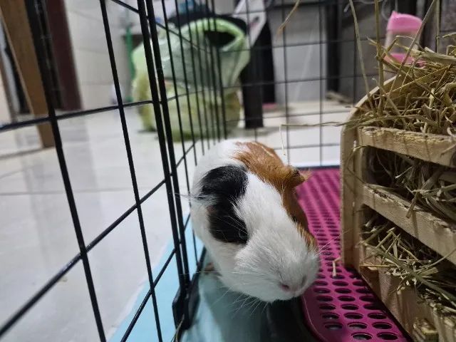 Animais  - Foto 2