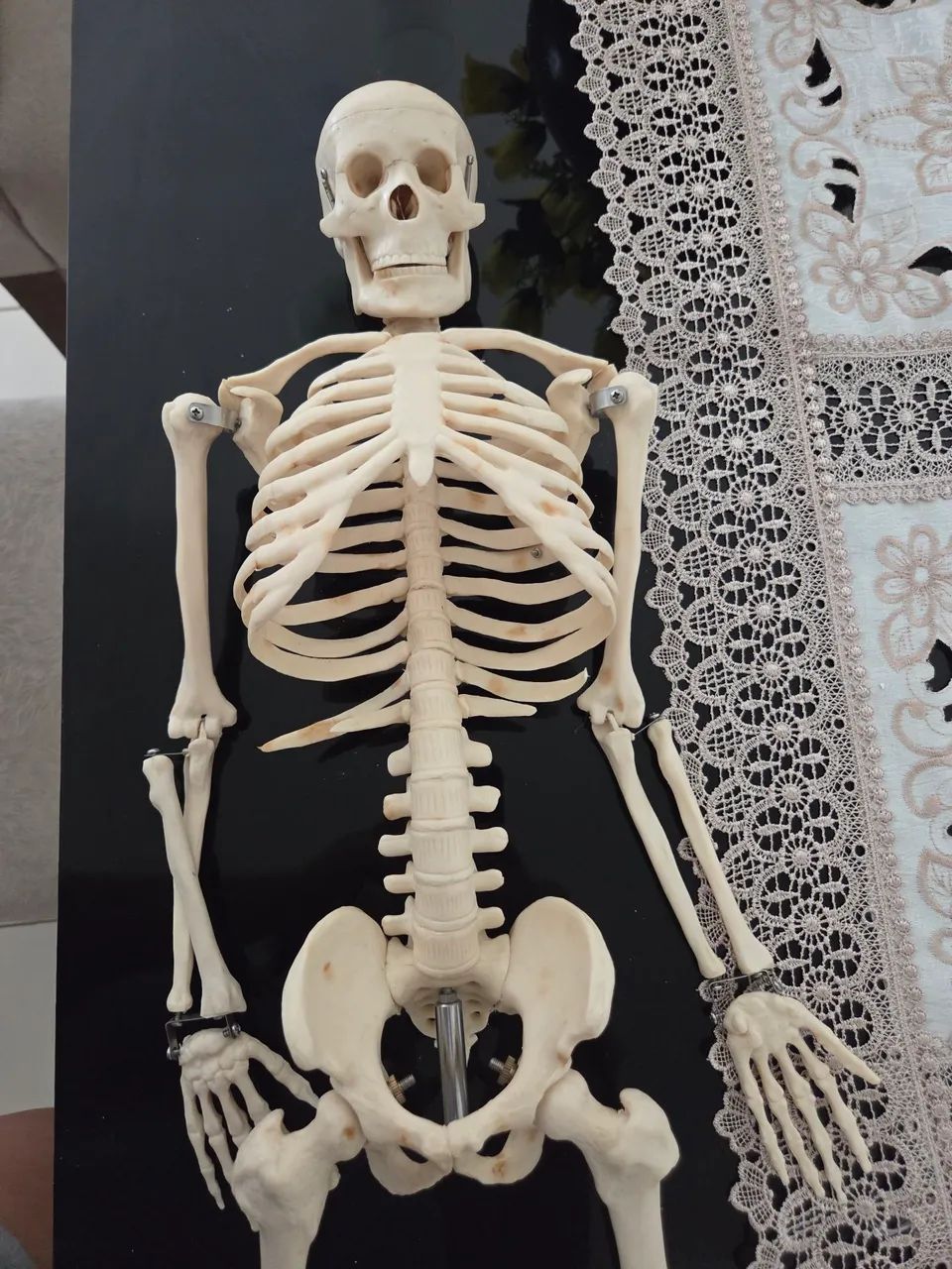 Esqueleto Humano, modelo anatômico tridimensional com 85cm. - Foto 4