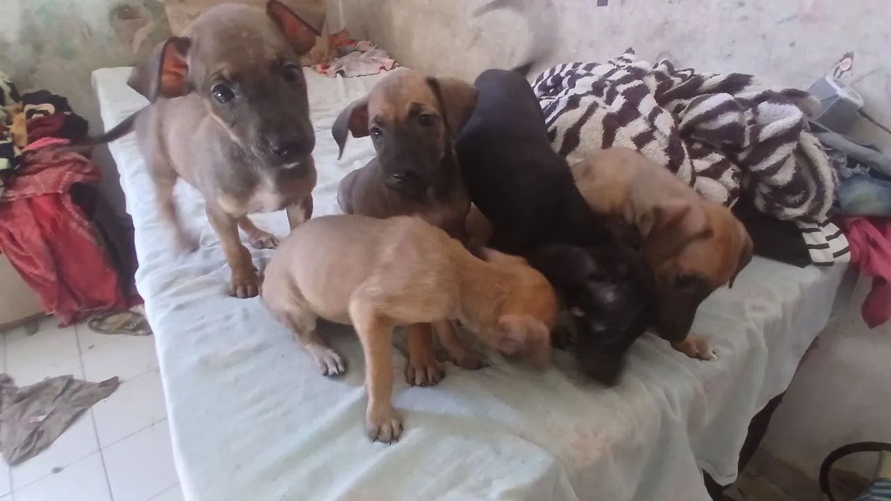 Filhotes para adoção  - Foto 3
