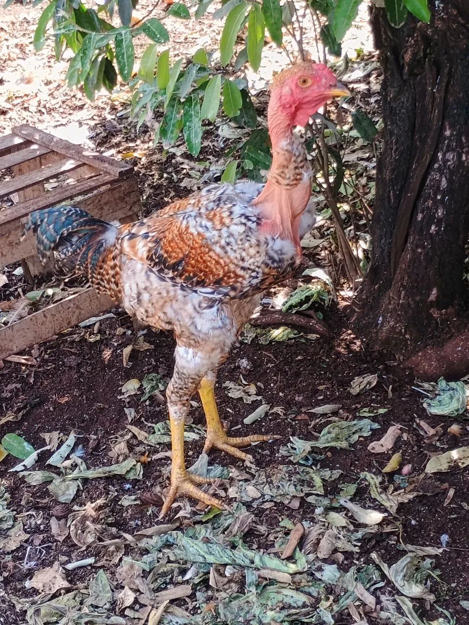 Vende-se frango caipira  - Foto 3