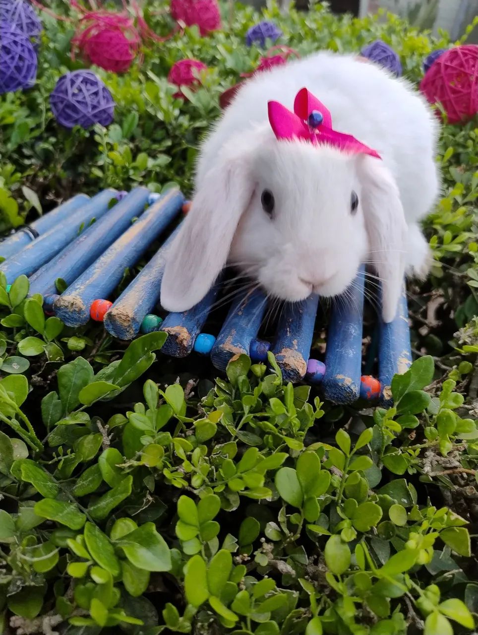 Coelho Mini lop disponível  - Foto 3