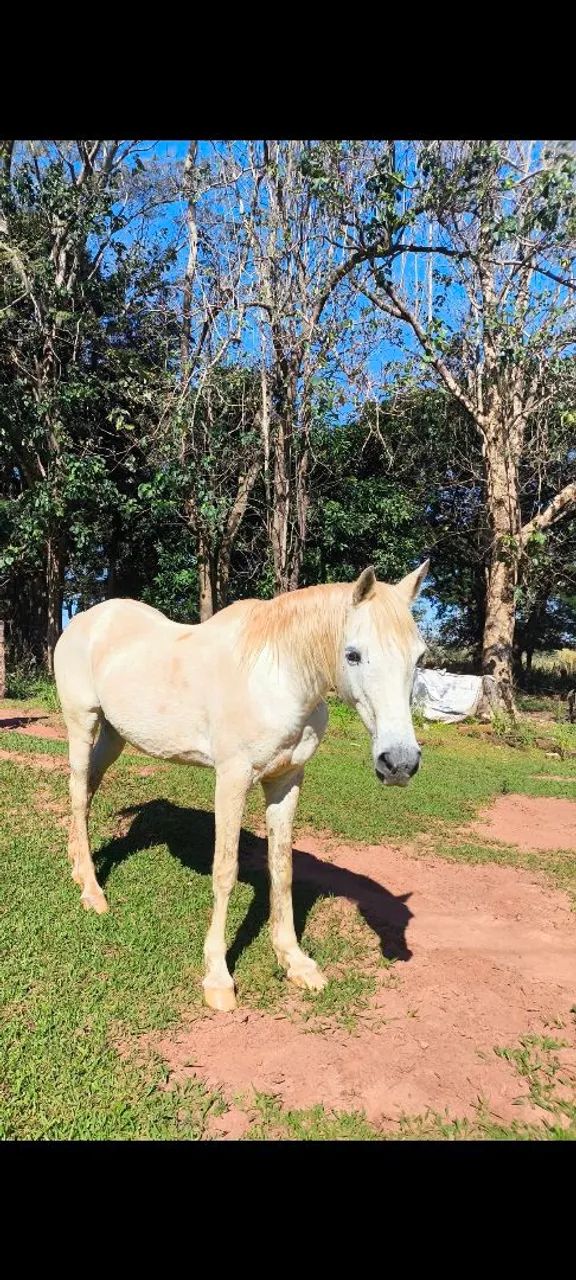 Cavalo árabe  - Foto 3