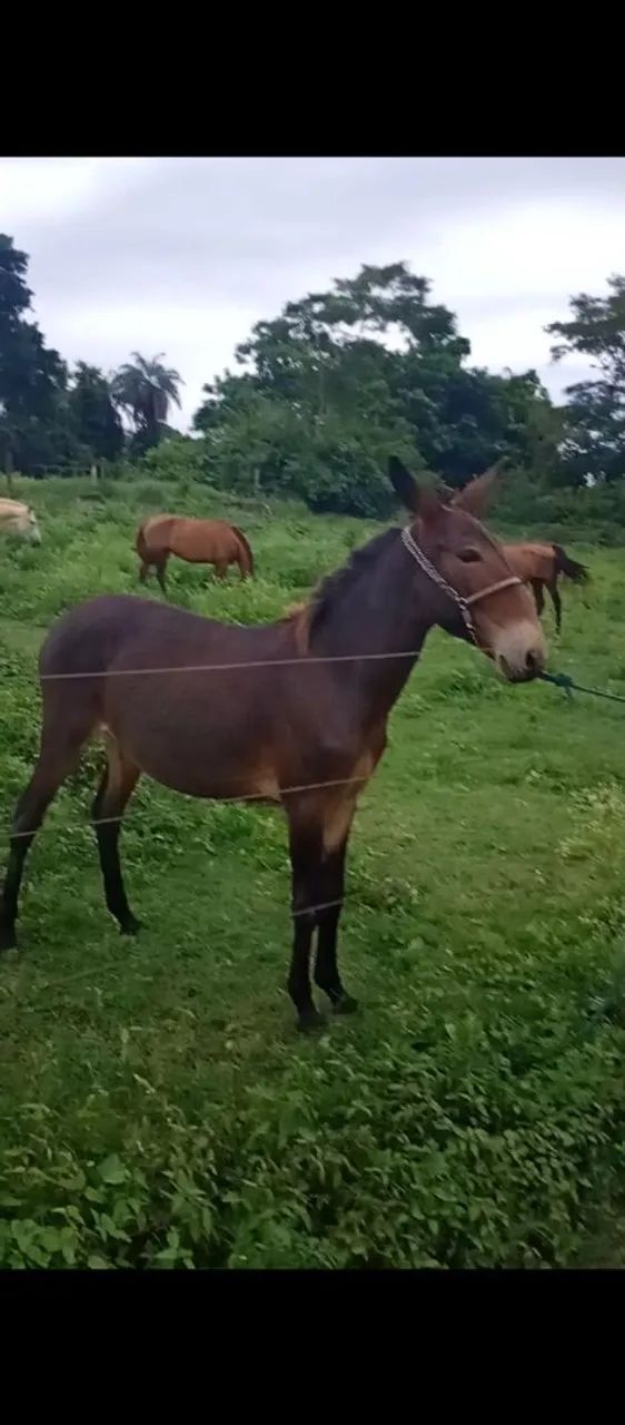 Vendo burro a ano e dois meses  - Foto 2