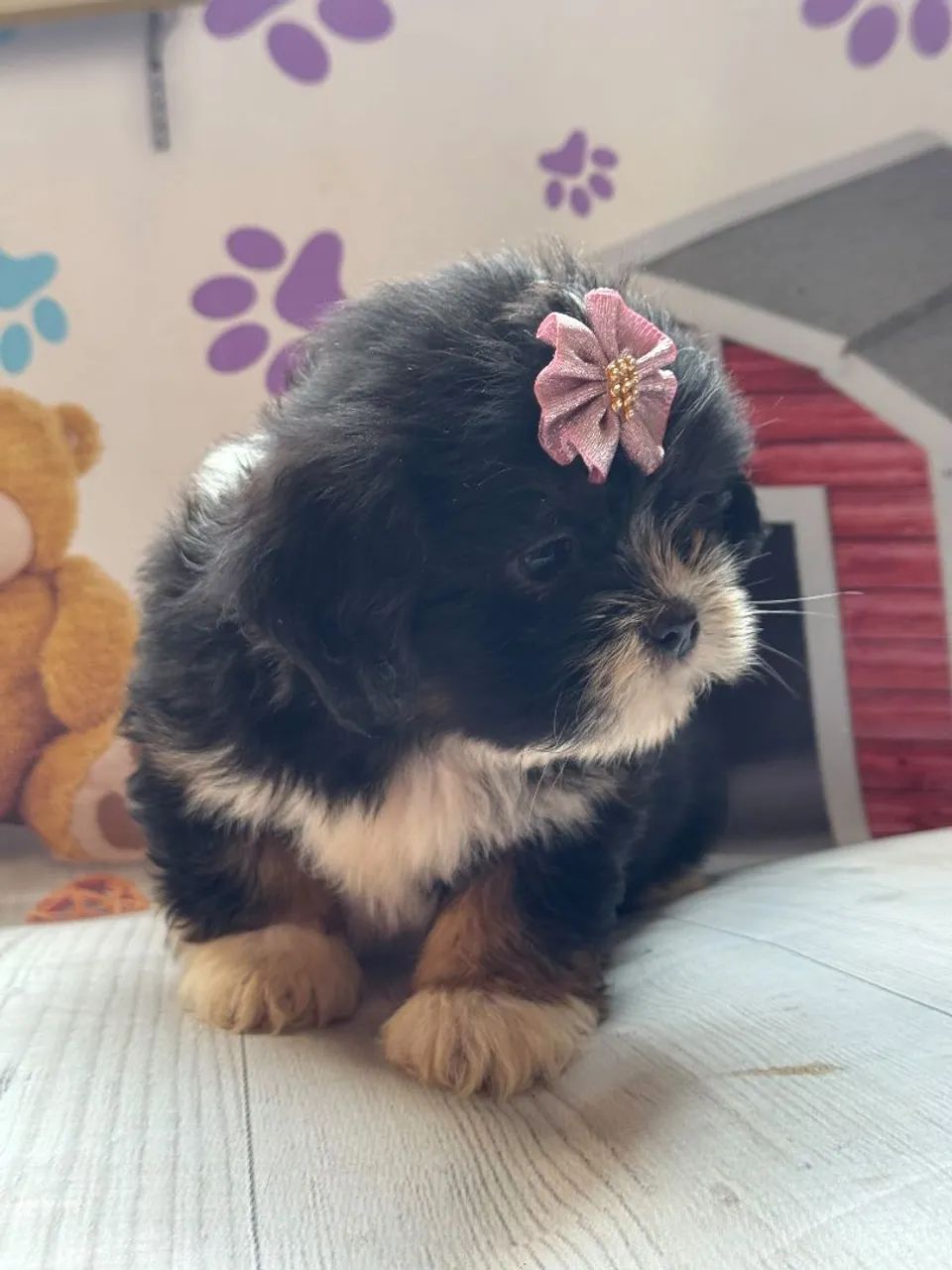 Lhasa apso com garantia  - Foto 5