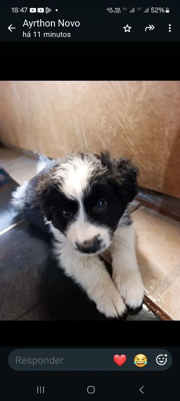 Filhotes de border collie.  - Foto 3