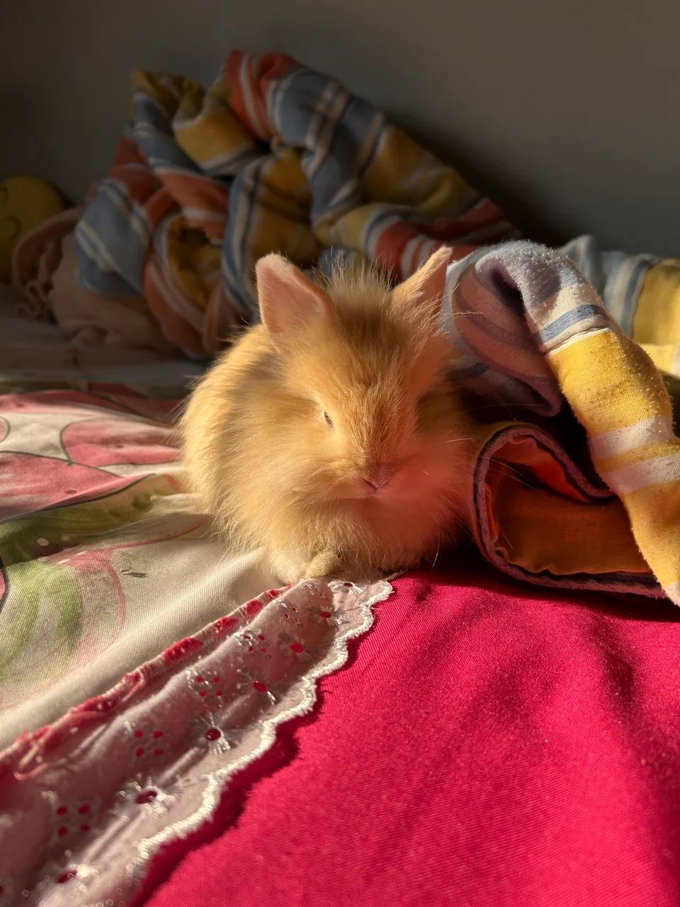 Coelha Fêmea 2 meses  - Foto 3