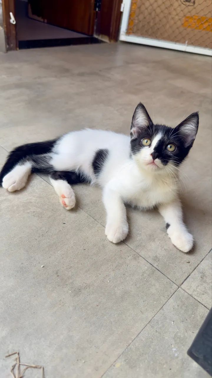 Lindos gatinhos para doação  - Foto 3