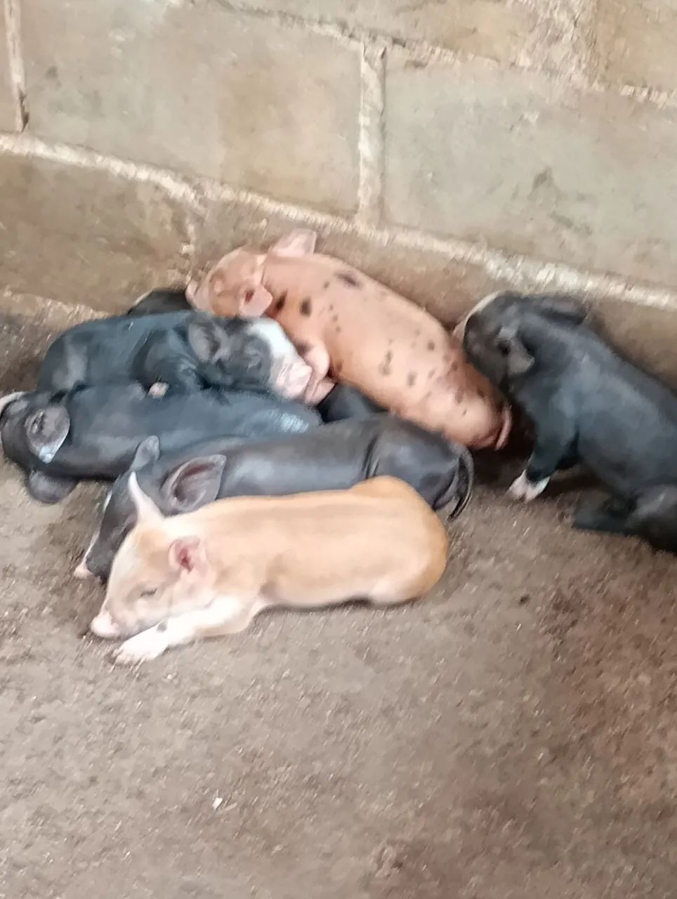 Porca com 7 leitões 