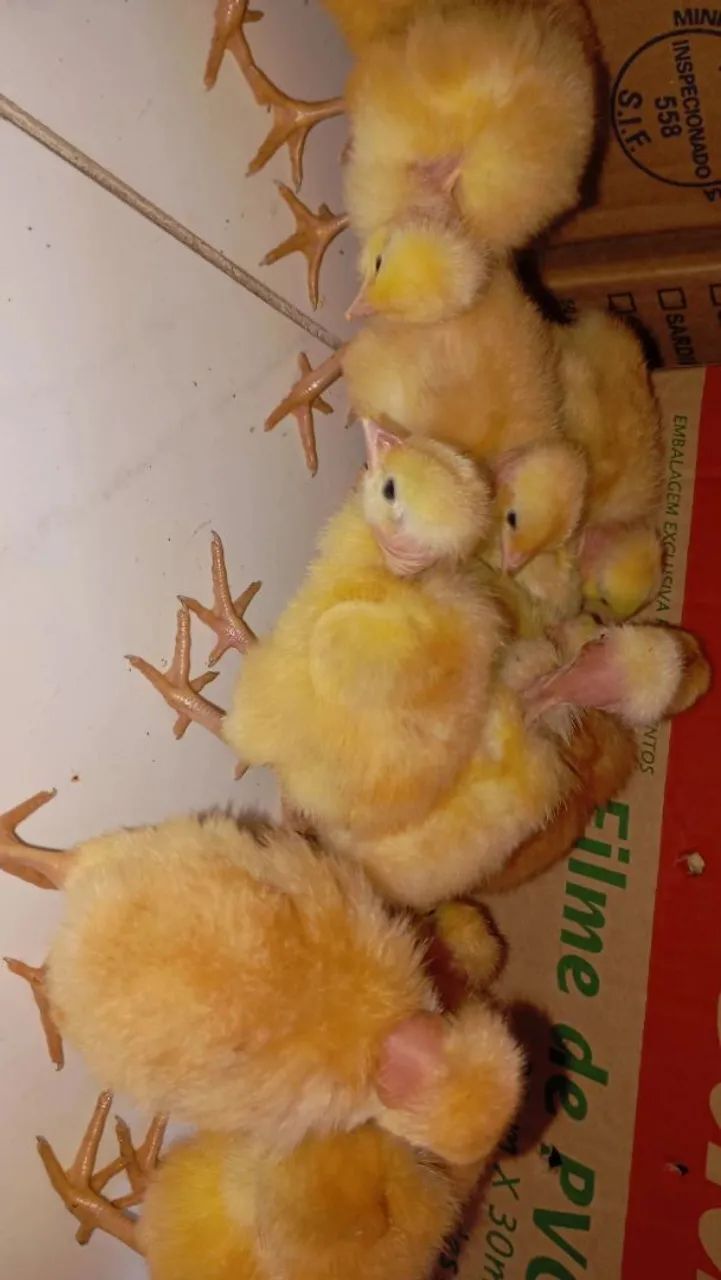 Pintinhos  - Foto 5