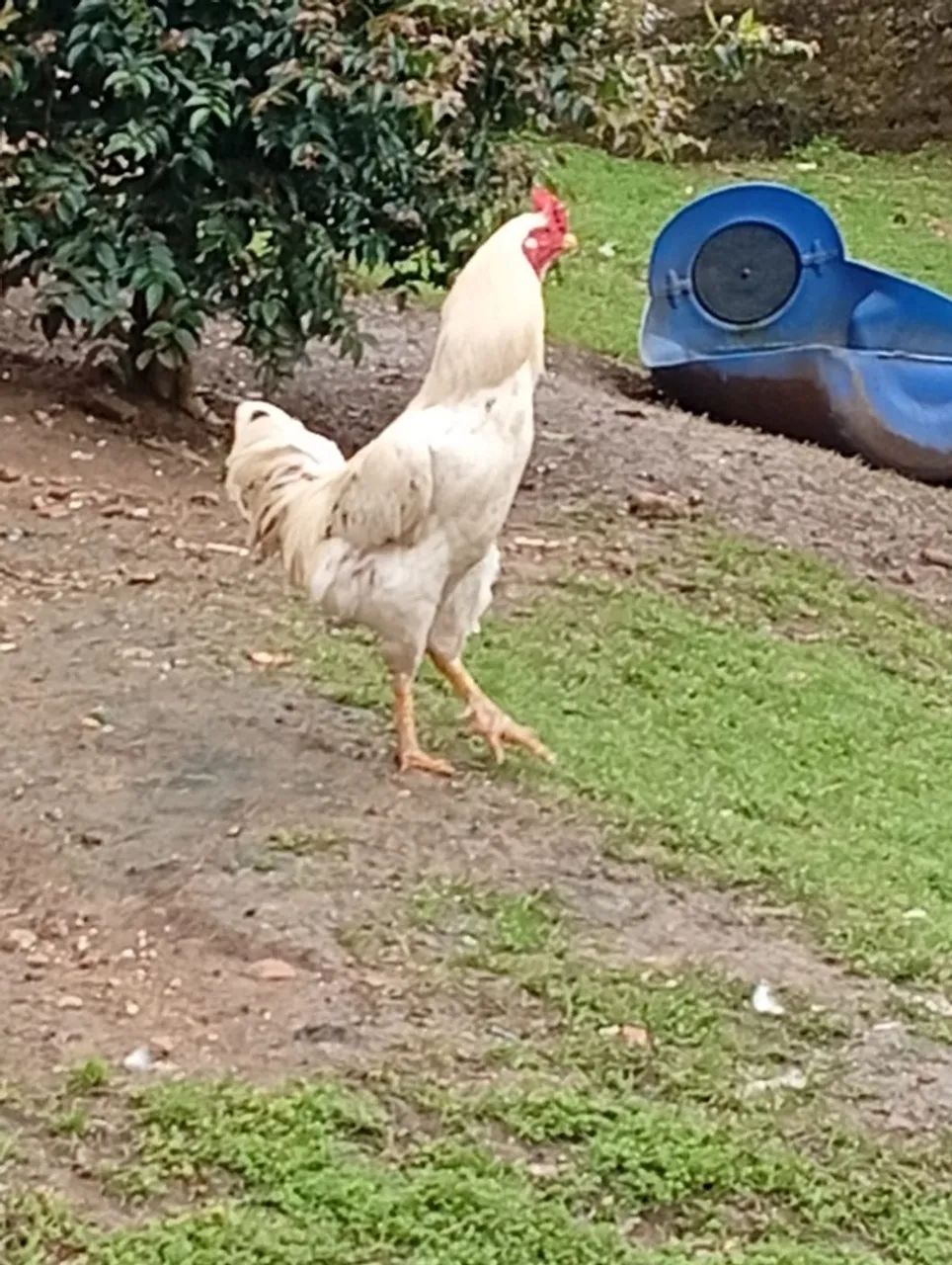 Galo - Foto 2