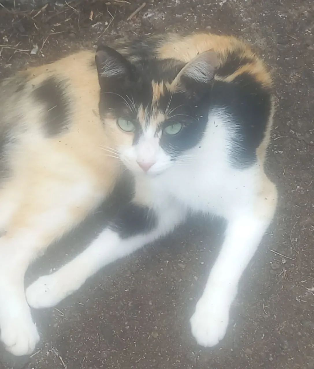 Mel um doce de gatinha 