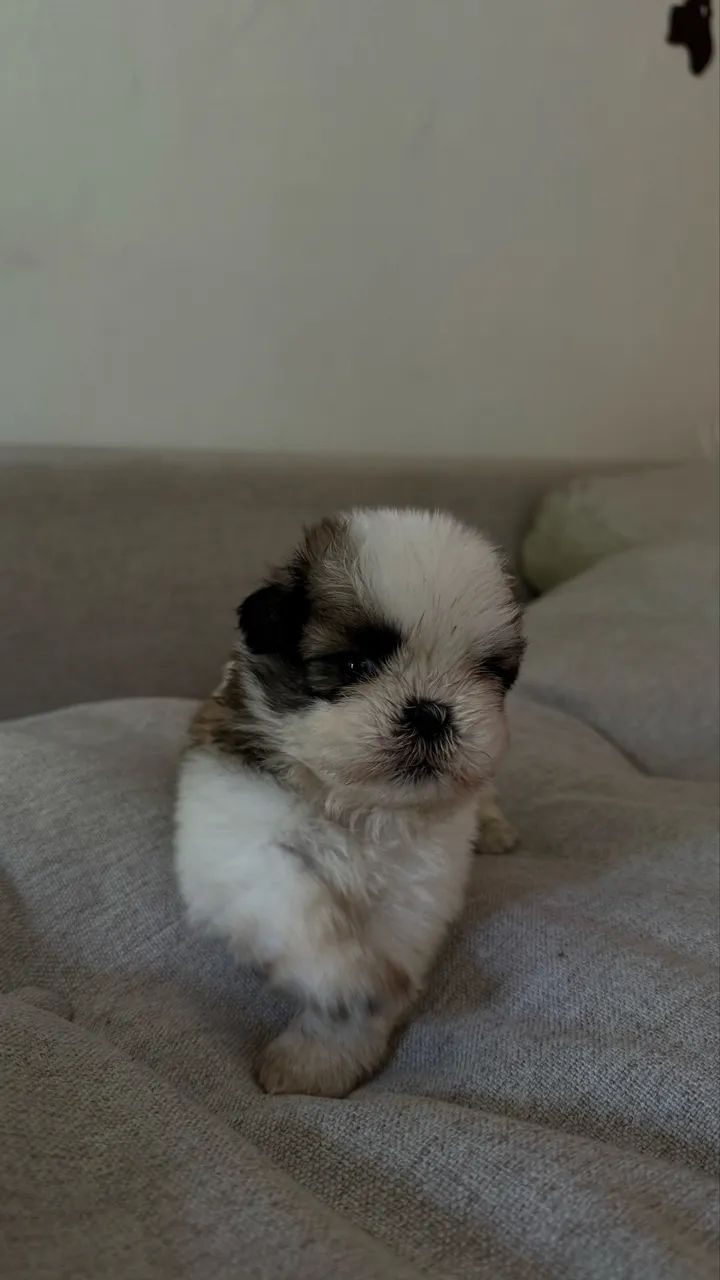 Shitzu  - Foto 4