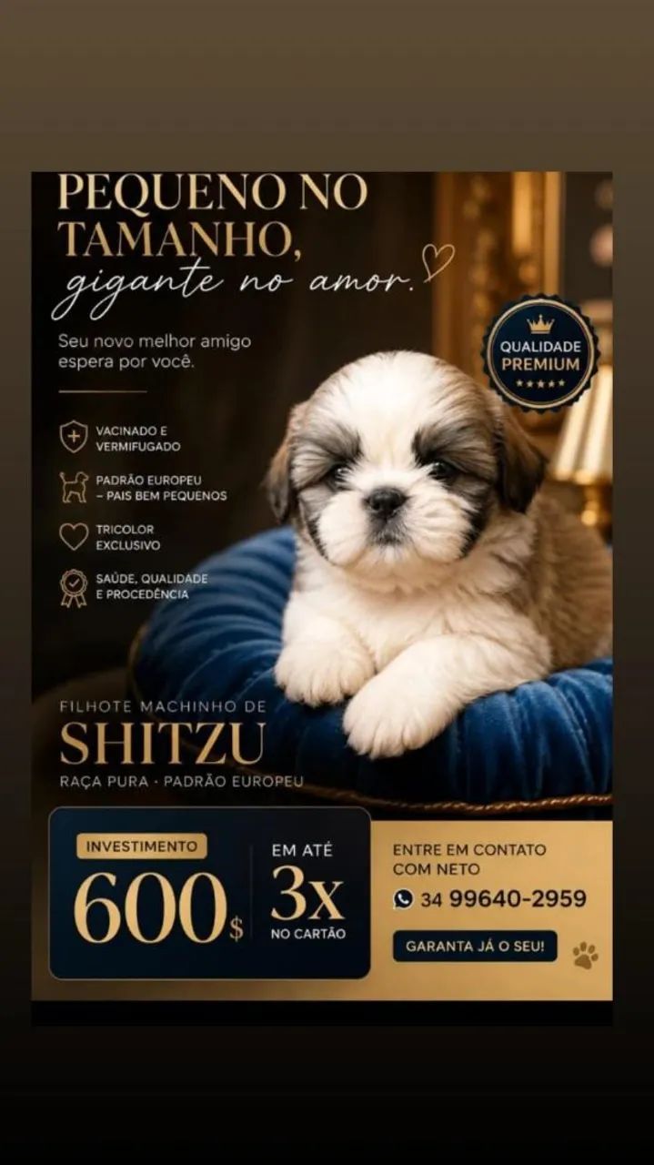 Shitzu filhote Macho  - Foto 2