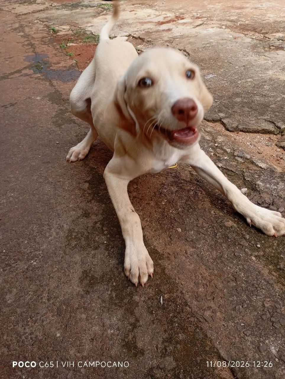 Adoção  - Foto 5