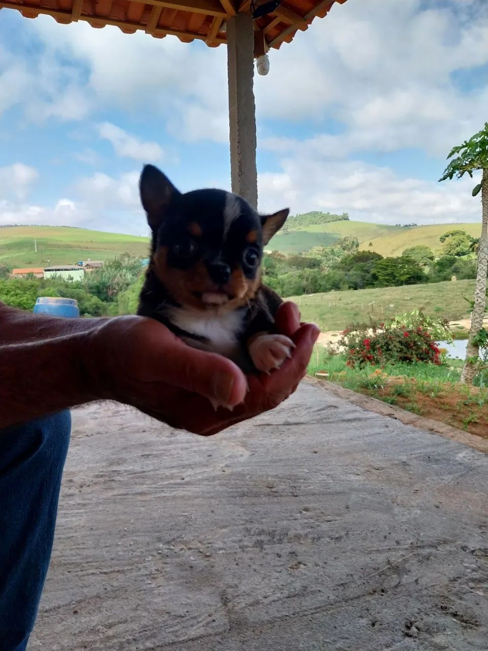 Venda de cachoro