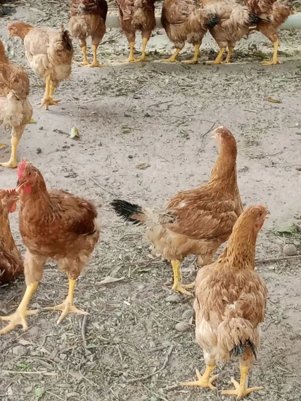 Galinha  - Foto 2