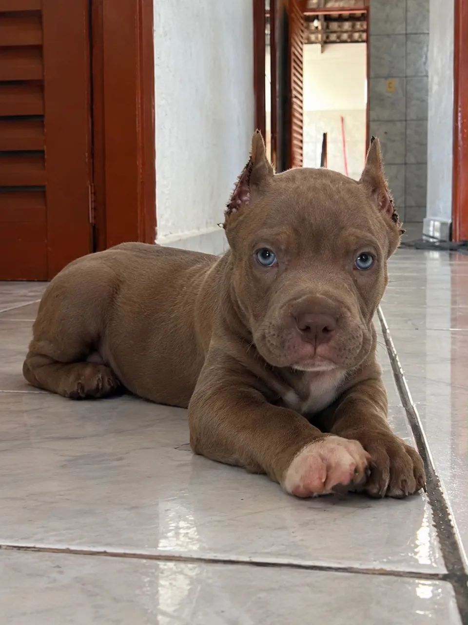 América bully / Pedigree é documentação  - Foto 5