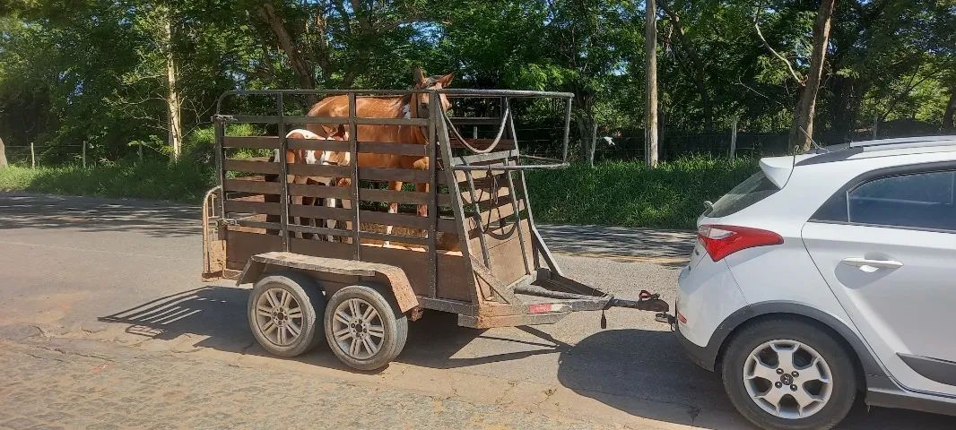 Linda égua Paint Horse, REGISTRADA por 12 Mil. - Foto 2
