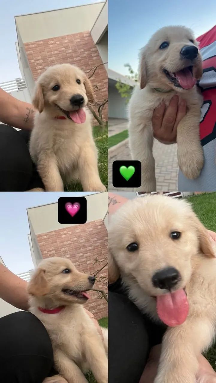 FILHOTES GOLDEN