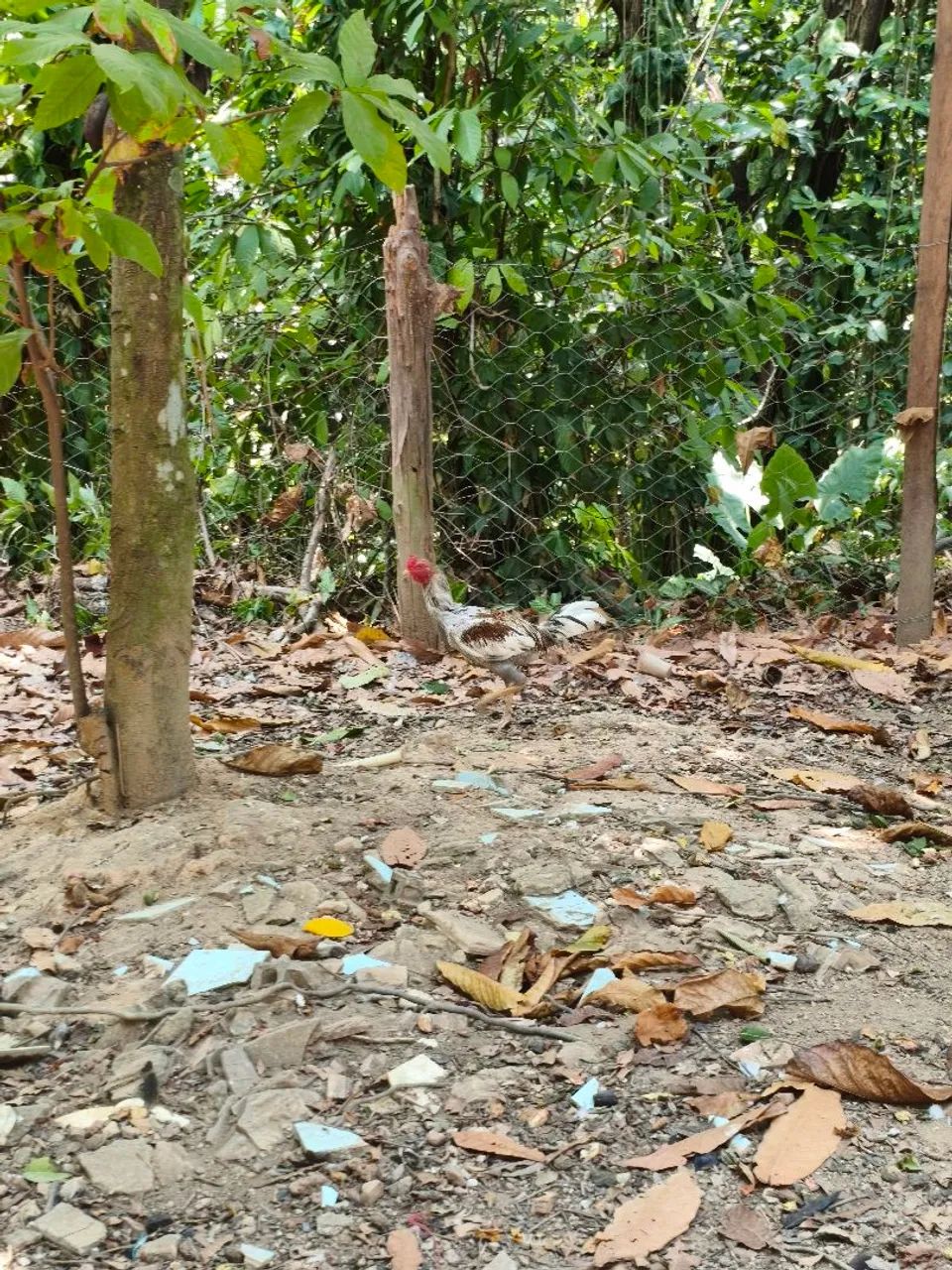 Frango galo  - Foto 3