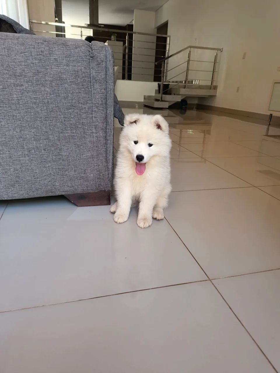 Cachorro 
