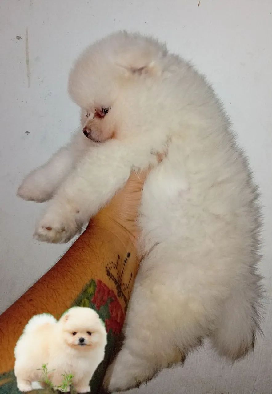 Spitz alemão anão macho. - Foto 2