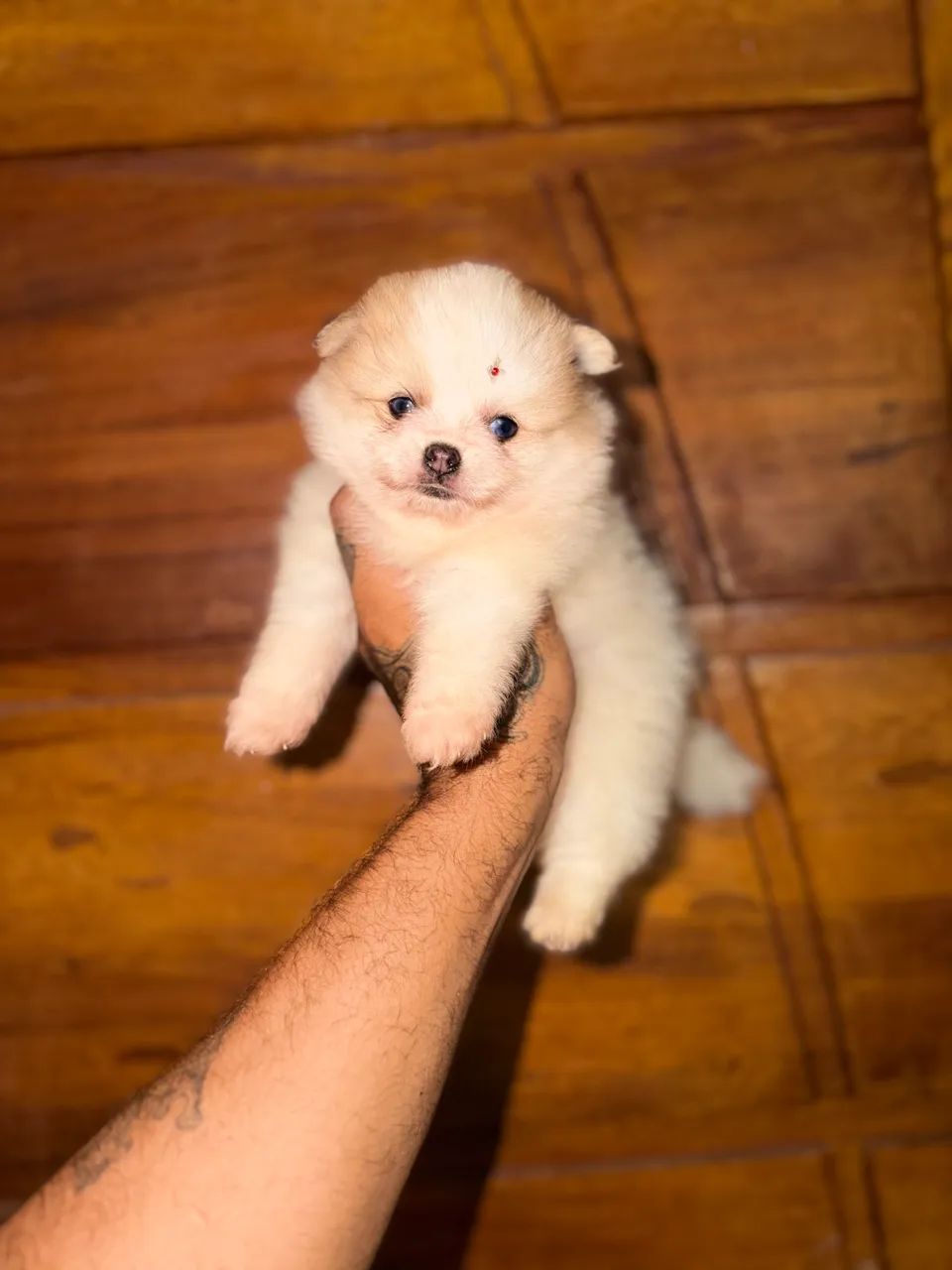 Spitz alemão  - Foto 2