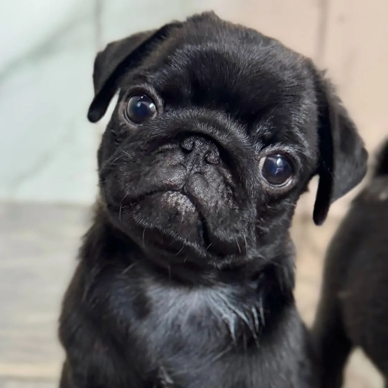 Pug