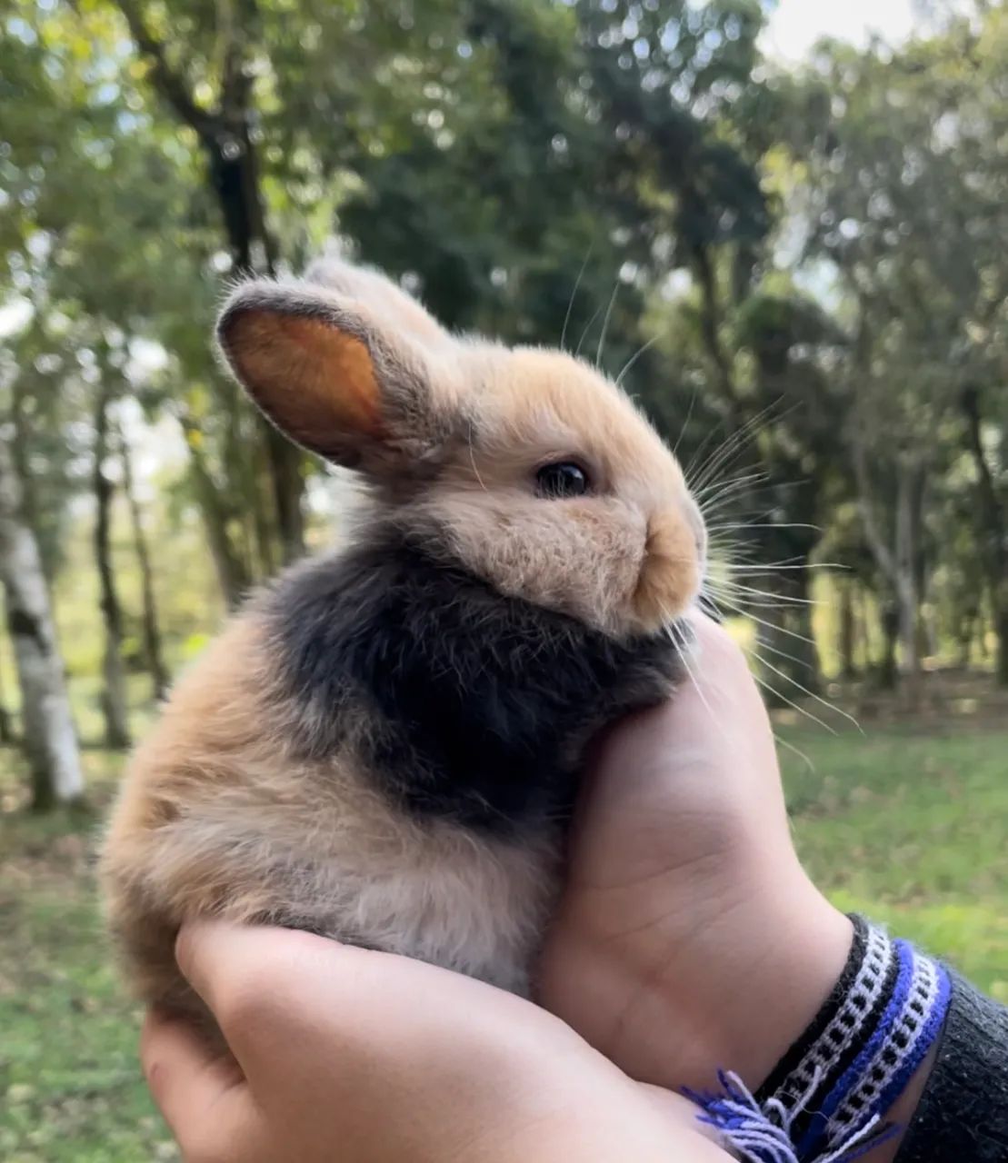 Mini coelhos Lop - Foto 3