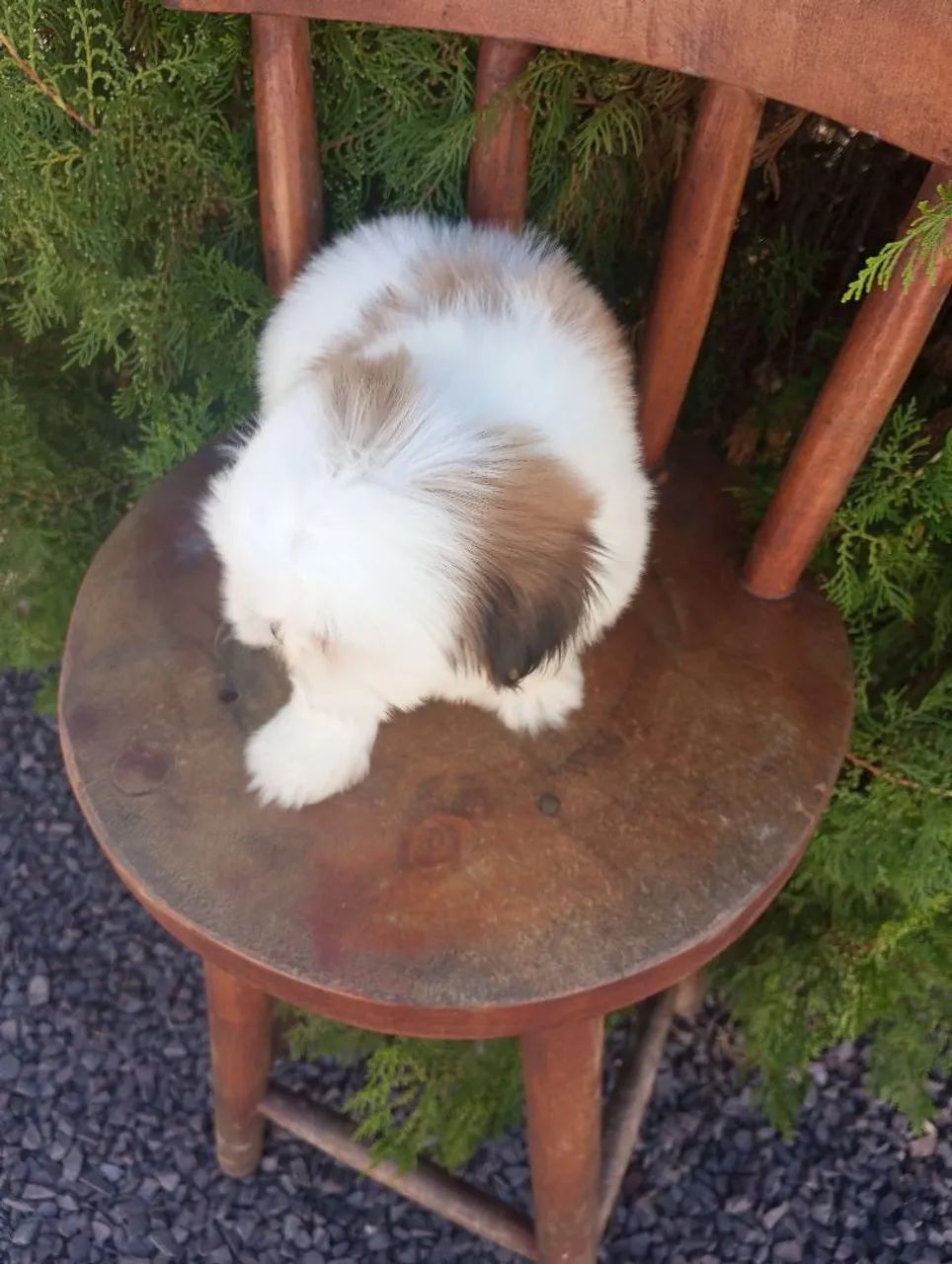 Fêmea Shihtzu micro  - Foto 3