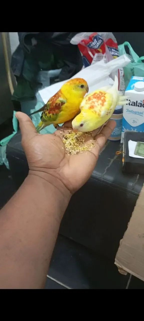 Red hamper filhotes dois meses mansos - Foto 2