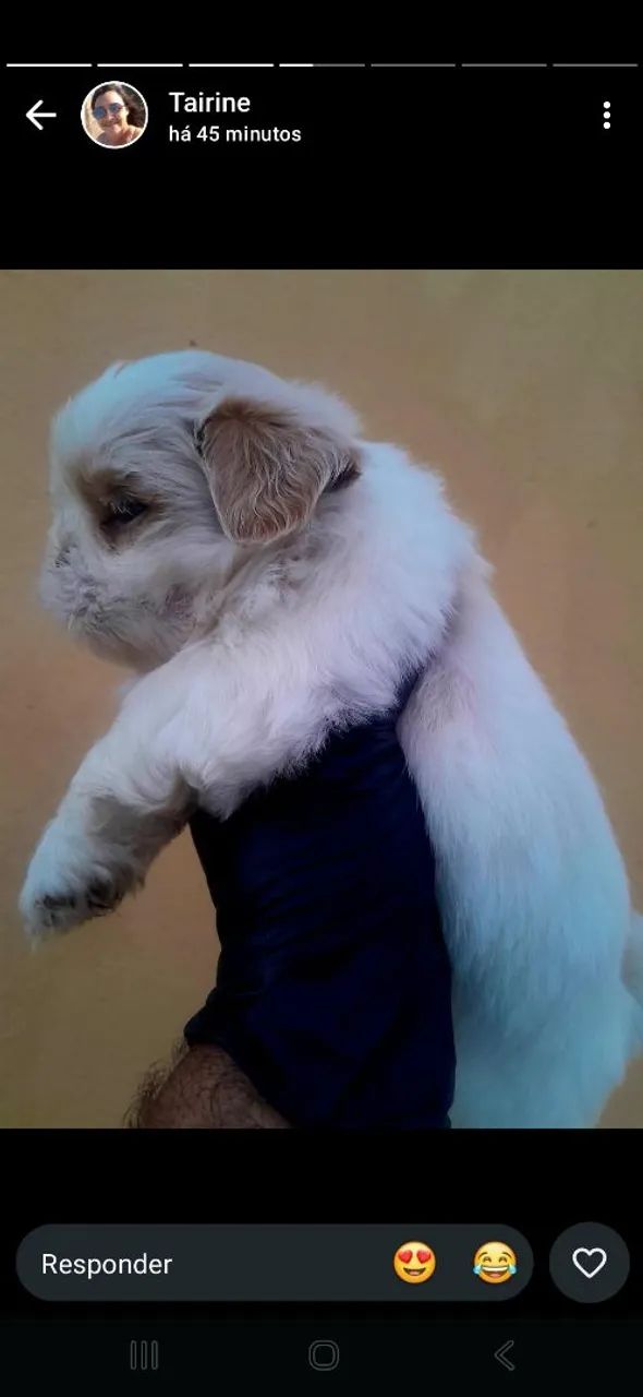 Cachorrinho Shih-tzu - Foto 5