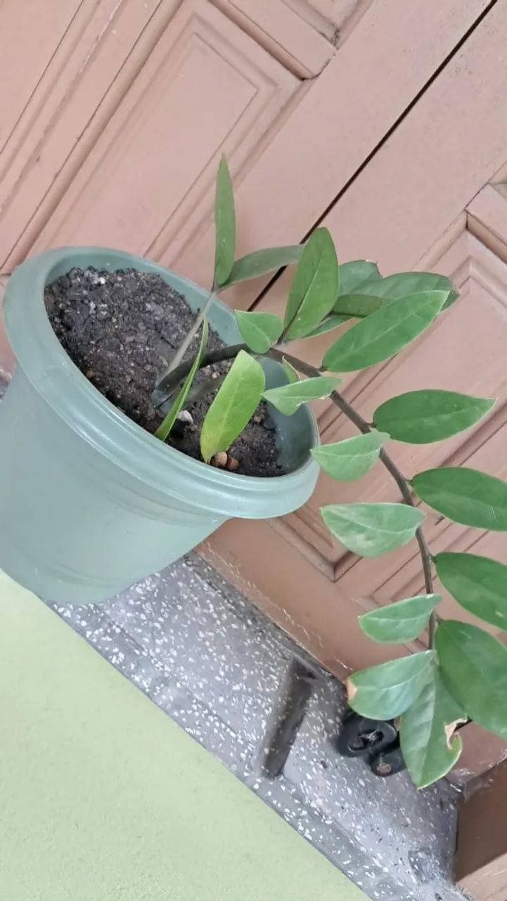 Plantas - Foto 5