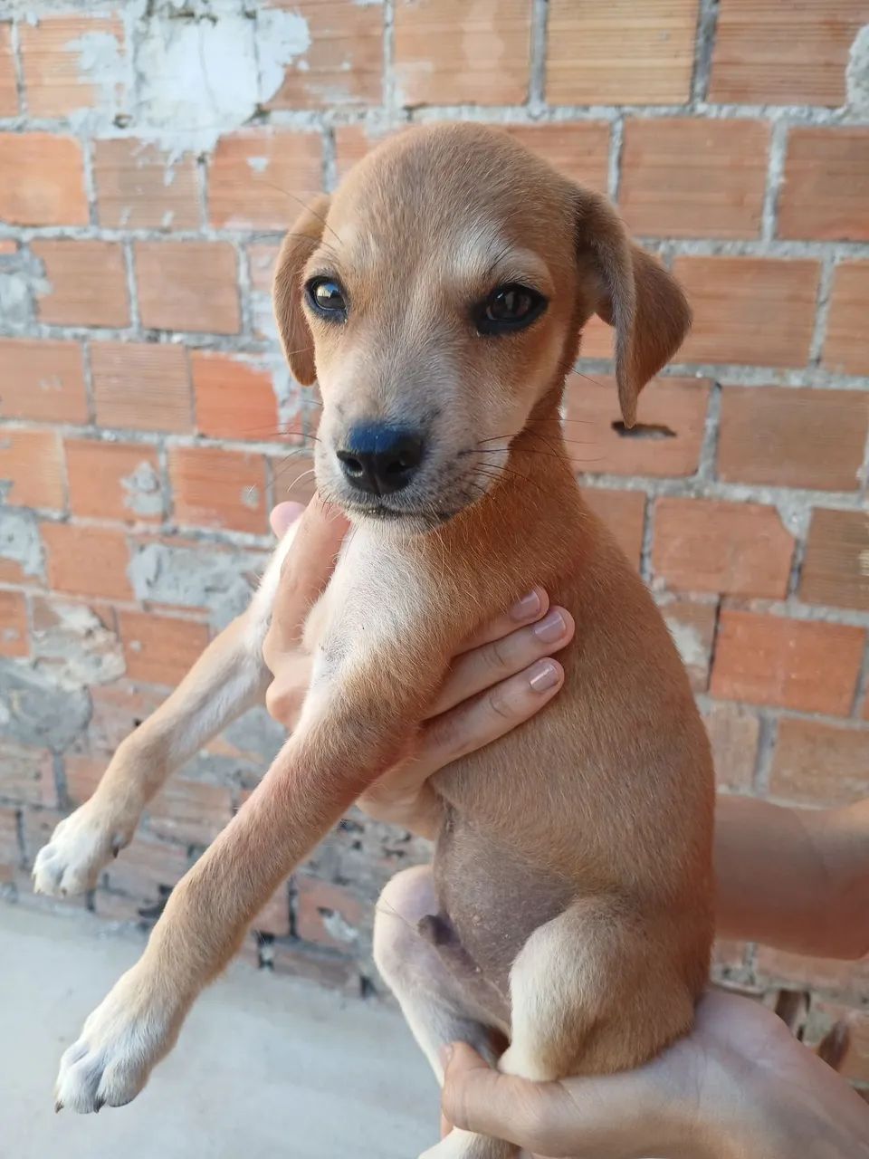 Doação de cachorro - Foto 3
