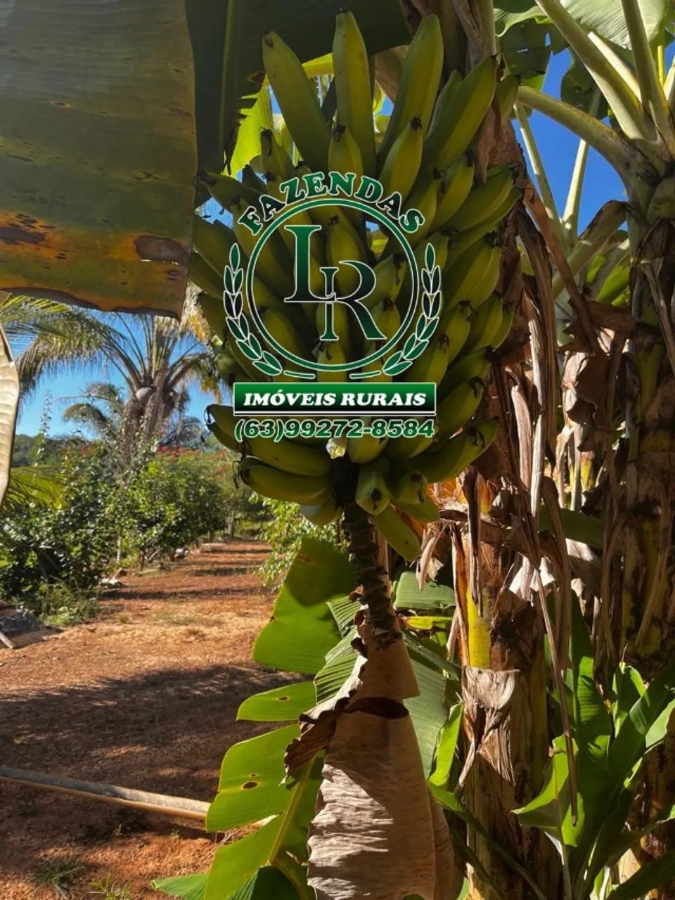 Oportunidade Chácara de 34 Hectares Próximo de Palmas,  - Foto 4