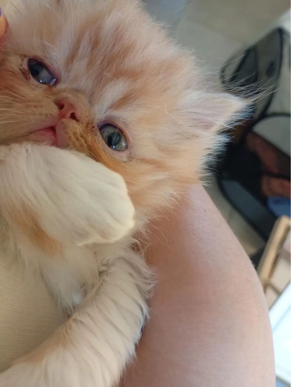 Gatinho persa filhote!  - Foto 2