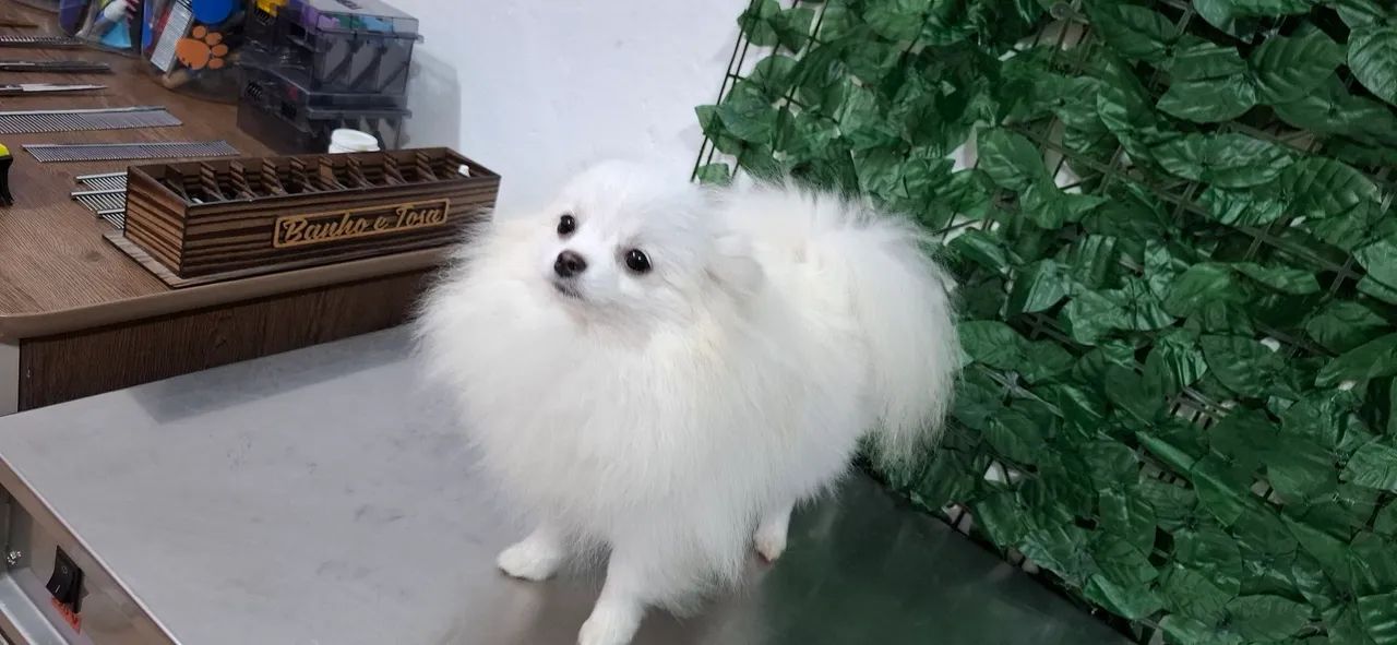 Spitz alemão anão mini - Foto 3